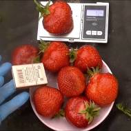 Саджанець Суниця садова (полуниця) Верона в контейнері